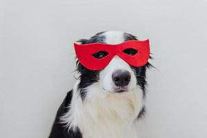 roliga porträtt av söt hund border collie i superhjälte kostym isolerad på vit bakgrund. valp som bär röd superhjältemask i karneval eller halloween. rättvisa hjälp styrka koncept. foto
