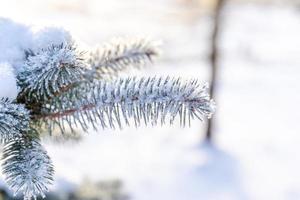 frostig gran träd med skinande is frost i snöig skog parkera. jul träd täckt rimfrost och i snö. lugn fredsfull vinter- natur. extrem norr låg temperatur, Häftigt vinter- väder utomhus. foto
