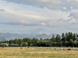 skön berg landskap, altai, ryssland foto