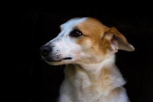 porträtt blandras herrelös hund på mörk bakgrund foto