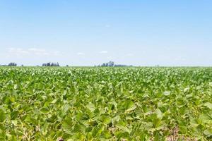 sojaböna plantage i de sommar i de argentine pampa foto