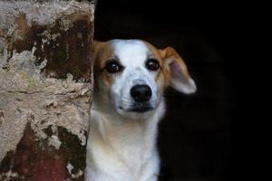 porträtt blandras herrelös hund på mörk bakgrund foto