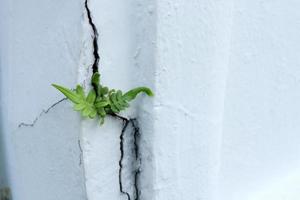 fröplanta av ormbunke växande från hörn spricka av målad vit cement byggnad. foto