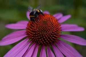 humla på en echinacea blomma, coneflower växt, makro foto