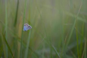 allmänning blå små fjäril på en växt i natur, makro foto