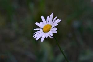 allmänning blå små fjäril på en växt i natur, makro foto