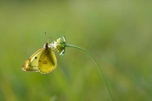 grumlig gula gul fjäril på en blomma i natur makro foto