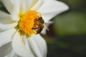 bi stänga upp, makro inuti en vit blomma, pollinerande foto