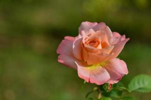 rosa reste sig i de trädgård stänga upp. persika Färg. foto