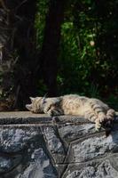 söt katt utomhus på de gata om , katt med Ränder, foto