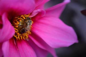 bi på en rosa dahlia blomma stänga upp, makro foto