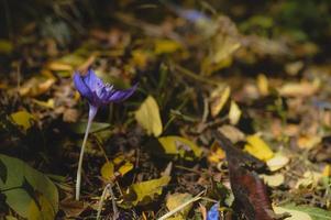 krokus banaticus, lila tidigt höst vild blomma foto