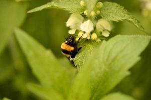 stänga upp av humla på på en vit blomma. foto