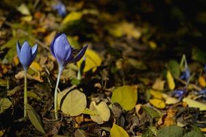 krokus banaticus, lila tidigt höst vild blomma foto