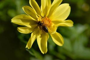 gul blomma och en bi makro stänga upp, foto