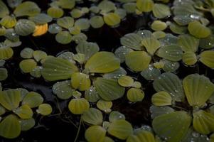 intressant löv flytande på vatten, botanisk trädgård foto