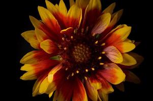 gaillardia, grandiflora hybrid röd och gul blomma, stänga upp foto