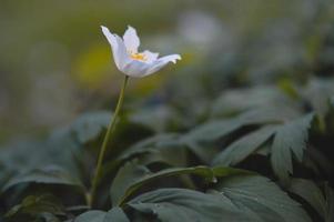 anemonoides nemorosa, trä anemon allmänning vit tidigt blomma foto