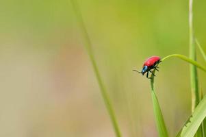 lilja skalbagge, små röd insekt i natur på en blad foto
