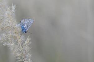 allmänning blå fjäril på en torr växt i natur stänga upp. foto