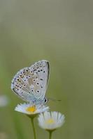 brun argus fjäril på ett östra daisy blomma, makro foto