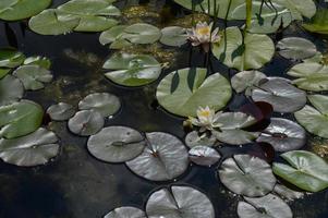 vit vatten lilja blomma i en sjö, i de vatten, vatten växter foto