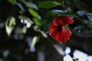 mörk röd hibiskus i de botanisk trädgård, djup röd blomma foto