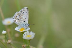 brun argus fjäril på ett östra daisy blomma, makro foto