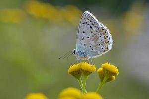 brun argus i en renfana blomma, små brun, grå fjäril . foto