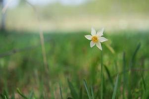 poetens narciss, påsklilja fält, påskliljor i de vild. foto