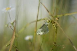 trä vit fjäril, små fjäril på en blomma foto