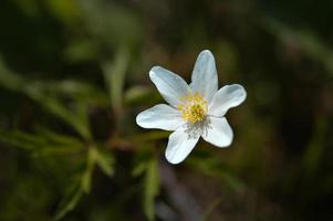 trä anemon, vit tidigt vår vild blomma. foto