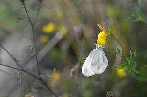 trä vit fjäril, små fjäril på en blomma foto