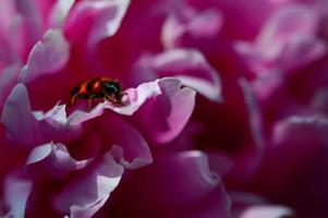 röd och svart rutig insekt på en rosa pion makro foto