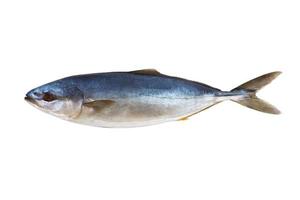 tonfisk färsk fisk isolerat på en vit bakgrund foto