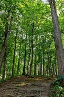 skön grön skog i sommar. landsbygden väg, väg, sätt, körfält, väg på solig dag i vår skog foto