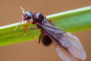 ett stor svart myra sitter på en stjälk i en äng foto