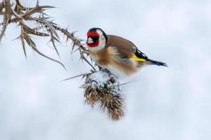 en guldfink sitter på en snöig tistel och letar efter mat foto