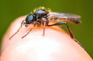 ett Mars flyga sitter på en finger och värms upp upp foto