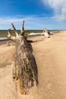 baltic hav kust på solnedgång foto