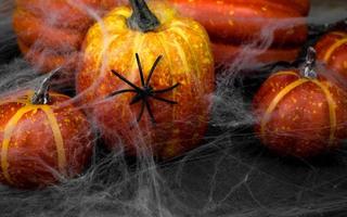 närbild av en Spindel på webb den där omslag pumpor. halloween banner.spöklikt,läskigt bakgrund. foto