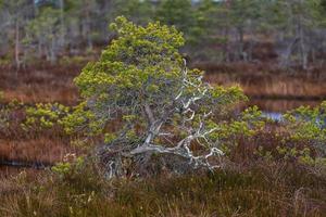 vår i de träsk sjöar foto