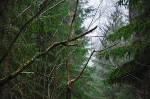 träd grenar i de skog, mörk gran skog i de regn foto