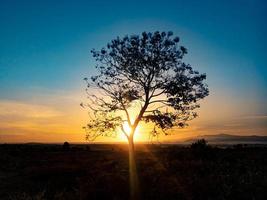 träd silhuett med soluppgång i de morgon- foto