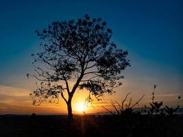 träd silhuett med soluppgång i de morgon- foto