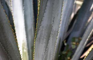 detalj av blå agave i jalisco mexico foto