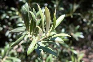 oliv träd i plantage i mexico foto