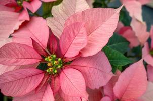 fält av rosa jul stjärnor i växthus för försäljning. Foto av julstjärna blommor