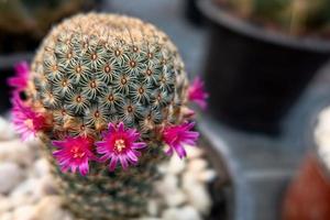 mammillaria albilanata blommor i thailand vinter- foto