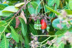 röd kasju och kasju nöt är på de löv av grön kasju. foto